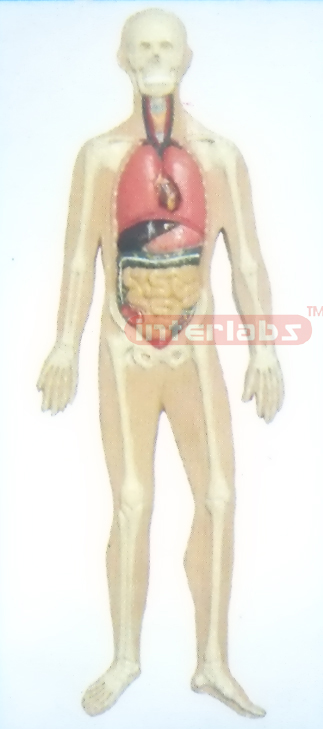 SMALL HANGING HUMAN ORGANS SYSTEM MODEL